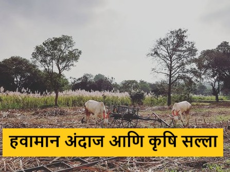Latest News Next five days weather forecast and agriculture advisory, read in detail | Weather Report : पुढील पाच दिवसांचा हवामान अंदाज आणि कृषी सल्ला, वाचा सविस्तर 