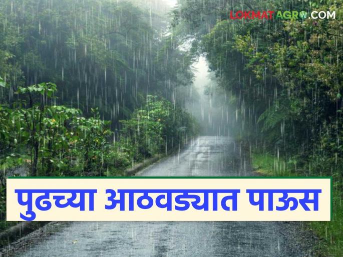 Maharashtra Weather Update: There will be more rain in the state from 'this' date next week | Maharashtra Rain Update: पुढच्या आठवड्यात 'या' तारखेपासून राज्यात जास्त पाऊस होणार Maharashtra Weather Update: There will be more rain in the state from 'this' date next week | Maharashtra Rain Update: पुढच्या आठवड्यात 'या' तारखेपासून राज्यात जास्त पाऊस होणार