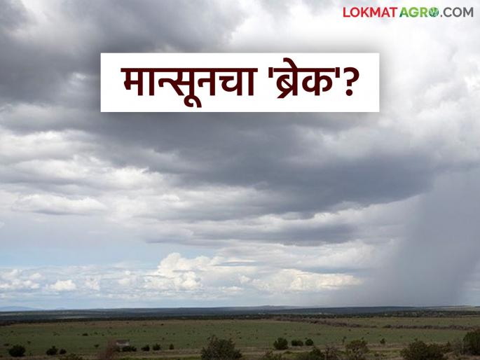 latest news Maharashtra Weather Update: Opportunity for relaxation during monsoon! Big relief for farmers Read in detail | Maharashtra Weather Update : मान्सूनमध्ये विश्रांतीची संधी! शेतकऱ्यांसाठी मोठा दिलासा वाचा सविस्तर