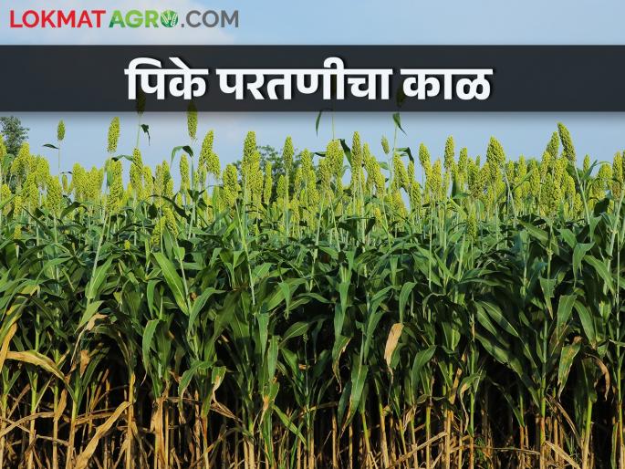 Latest News Climate Change effect of temperature rise on rabi crops? | कुठे फुलोऱ्यात, कुठे काढणीला, तळपत्या उन्हात पिकांची अवस्था कशी बदलत जाते?   Latest News Climate Change effect of temperature rise on rabi crops? | कुठे फुलोऱ्यात, कुठे काढणीला, तळपत्या उन्हात पिकांची अवस्था कशी बदलत जाते?
