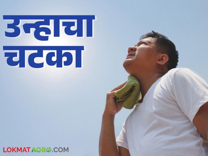 Maharashtra Weather Update: latest news Maximum temperature is increasing; Read IMD report on how the weather will be today in detail | Maharashtra Weather Update: कमाल तापामानात होतेय वाढ; कसे असेल आजचे हवामान IMD चा रिपोर्ट वाचा सविस्तर Maharashtra Weather Update: latest news Maximum temperature is increasing; Read IMD report on how the weather will be today in detail | Maharashtra Weather Update: कमाल तापामानात होतेय वाढ; कसे असेल आजचे हवामान IMD चा रिपोर्ट वाचा सविस्तर