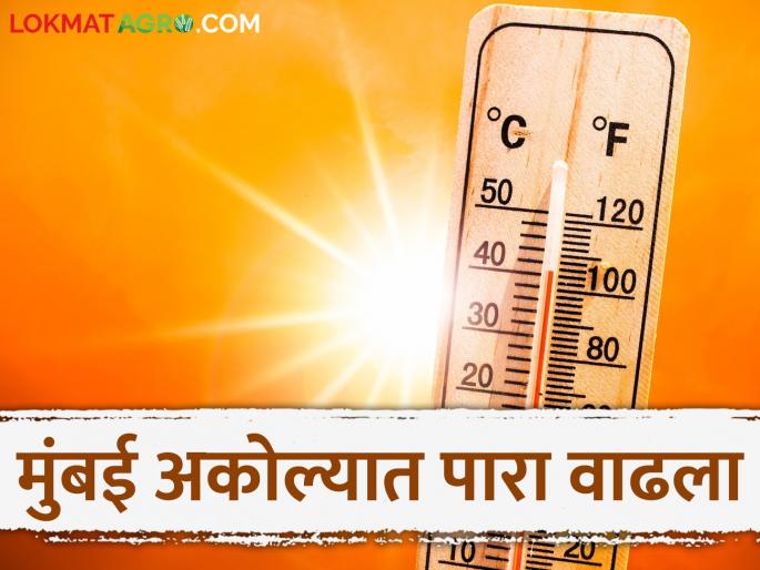 Maharashtra Weather Update: latest news Highest temperature recorded in Akola, Mumbai; What is today's IMD report saying? | Maharashtra Weather Update: अकोला, मुंबईत सर्वाधिक तापमानाची नोंद; काय सांगतोय आजचा IMD रिपोर्ट Maharashtra Weather Update: latest news Highest temperature recorded in Akola, Mumbai; What is today's IMD report saying? | Maharashtra Weather Update: अकोला, मुंबईत सर्वाधिक तापमानाची नोंद; काय सांगतोय आजचा IMD रिपोर्ट