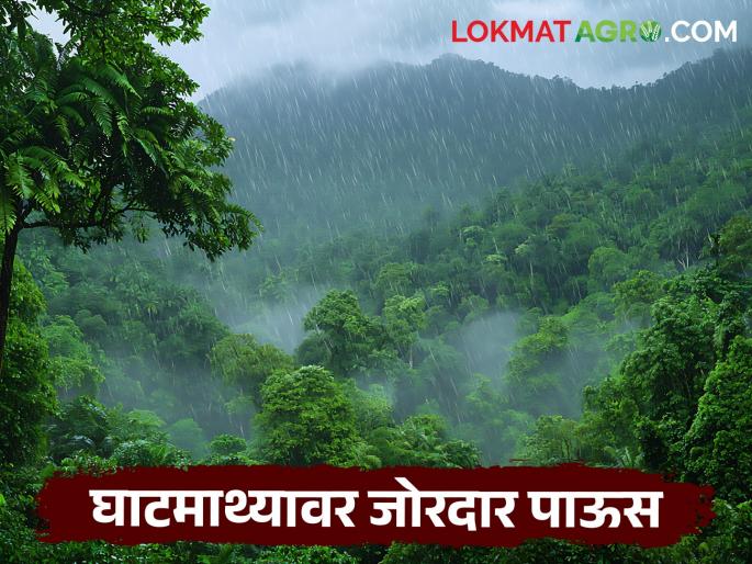 latest news Maharashtra Rain Alert: Heavy rain warning on Ghats; Orange alert for 'these' districts! Read in detail | Maharshtra Rain Alert : घाटमाथ्यावर धुवाधार पावसाचा इशारा; 'या' जिल्ह्यांना ऑरेंज अलर्ट! वाचा सविस्तर