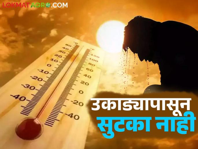 Maharashtra Weather Update: There is no escape from the heat yet; Know the reason in detail | Maharashtra Weather Update: उकाड्यापासून तूर्तास सुटका नाही; काय आहे कारण जाणून घ्या सविस्तर Maharashtra Weather Update: There is no escape from the heat yet; Know the reason in detail | Maharashtra Weather Update: उकाड्यापासून तूर्तास सुटका नाही; काय आहे कारण जाणून घ्या सविस्तर