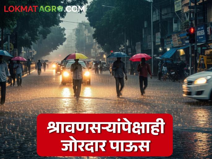 latest news Maharashtra Weather Update: More heavy rain than in Shrawansari; Orange-Yellow alert issued read in details | Maharashtra Weather Update : श्रावणसऱ्यांपेक्षाही जास्त मुसळधार पाऊस; ऑरेंज-यलो अलर्ट जारी वाचा सविस्तर