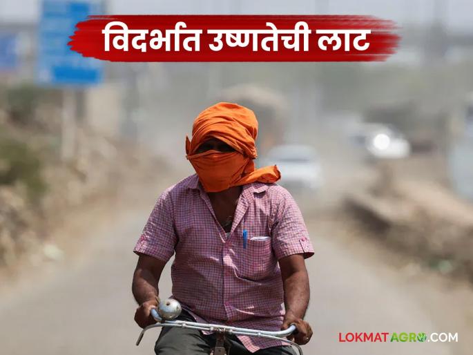 Maharashtra Weather Update: Heatwave wreaks havoc in Vidarbha; Read today's weather forecast in detail | Maharashtra Weather Update : विदर्भात उष्णतेचा कहर;काय आहे आजचा हवामान अंदाज वाचा सविस्तर