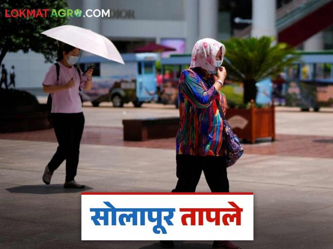 Maharashtra Weather News: Sun is hot in this district of the state; Let's know today's weather | Maharashtra Weather News: राज्यातील 'या' जिल्ह्यात सुर्यदेव तापले; जाणून घेऊ या आजचे हवामान Maharashtra Weather News: Sun is hot in this district of the state; Let's know today's weather | Maharashtra Weather News: राज्यातील 'या' जिल्ह्यात सुर्यदेव तापले; जाणून घेऊ या आजचे हवामान