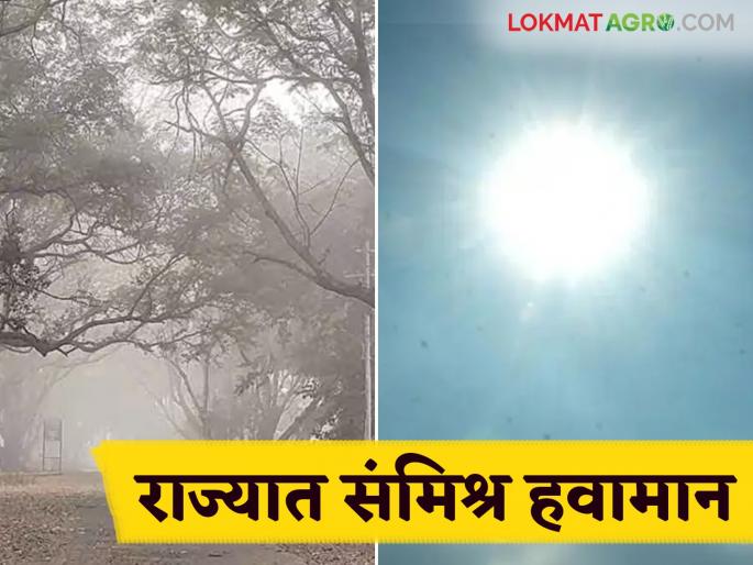 Maharashtra Weather Update : Cold in some places, hot in others; Read today's IMD report in detail | Maharashtra Weather Update : कुठे थंडी तर कुठे उकाडा; काय सांगतोय आजचा IMD रिपोर्ट वाचा सविस्तर Maharashtra Weather Update : Cold in some places, hot in others; Read today's IMD report in detail | Maharashtra Weather Update : कुठे थंडी तर कुठे उकाडा; काय सांगतोय आजचा IMD रिपोर्ट वाचा सविस्तर