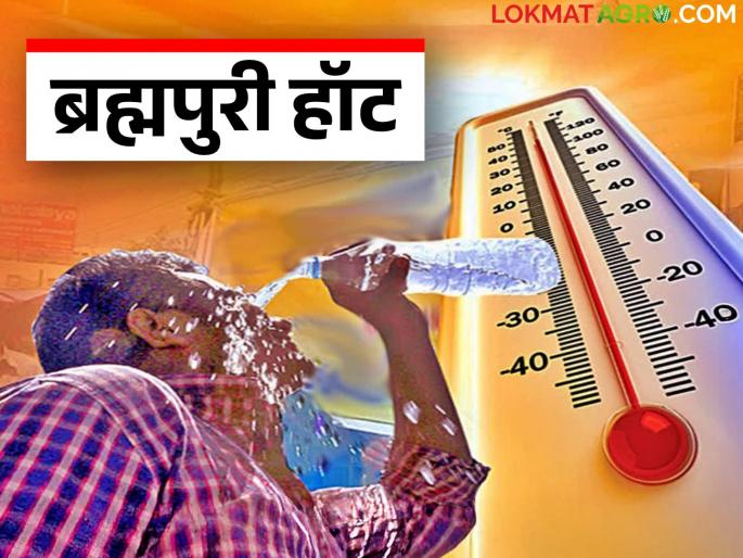 Maharashtra Weather Update: latest news Light rain likely in 'these' districts of the state; Heat wave warning in Vidarbha, read in detail | Maharashtra Weather Update : राज्यात 'या' जिल्ह्यांमध्ये हलक्या पावसाची शक्यता; विदर्भात उष्णतेच्या लाटेचा इशारा वाचा सविस्तर Maharashtra Weather Update: latest news Light rain likely in 'these' districts of the state; Heat wave warning in Vidarbha, read in detail | Maharashtra Weather Update : राज्यात 'या' जिल्ह्यांमध्ये हलक्या पावसाची शक्यता; विदर्भात उष्णतेच्या लाटेचा इशारा वाचा सविस्तर