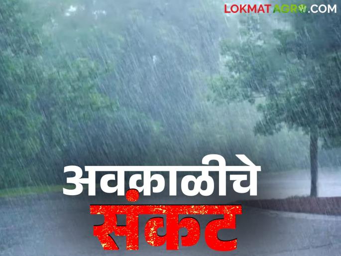Maharashtra Weather Update: Unseasonal weather crisis in the state again; Read IMD report in detail | Maharashtra Weather Update : राज्यात अवकाळीचे पुन्हा संकट; वाचा IMD रिपोर्ट सविस्तर Maharashtra Weather Update: Unseasonal weather crisis in the state again; Read IMD report in detail | Maharashtra Weather Update : राज्यात अवकाळीचे पुन्हा संकट; वाचा IMD रिपोर्ट सविस्तर