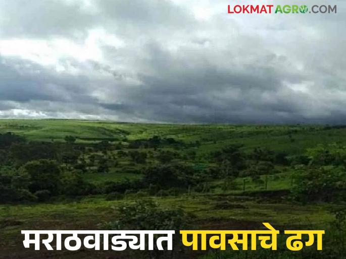 latest news Maharashtra Weather Update: Rain continues in Marathwada; Where will it rain in the state today? Read in detail | Maharashtra Weather Update : मराठवाड्यात पावसाचे सावट कायम; आज राज्यात कुठे बरसणार सरी? वाचा सविस्तर