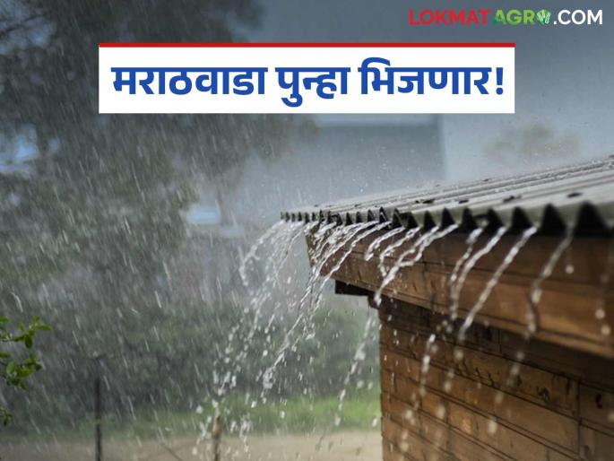 latest news Maharashtra Weather Update: Heavy rain in Maharashtra including Marathwada; Yellow alert in some places, orange alert in others, read in detail | Maharashtra Weather Update : मराठवाड्यासह महाराष्ट्रात पावसाचा जोर; कुठे यलो तर कुठे ऑरेंज अलर्ट वाचा सविस्तर