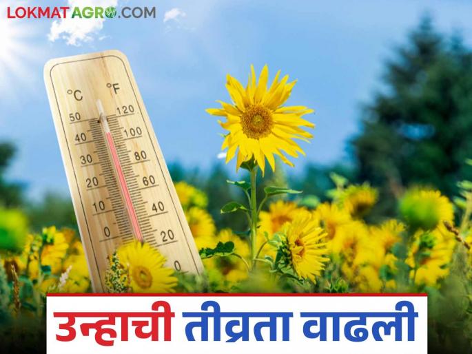 Maharashtra Weather Update: Hot weather intense in March itself; How will today's weather be read in detail | Maharashtra Weather Update: मार्चमध्येच उन्हाच्या झळा तीव्र; कसे असेल आजचे हवामान वाचा सविस्तर Maharashtra Weather Update: Hot weather intense in March itself; How will today's weather be read in detail | Maharashtra Weather Update: मार्चमध्येच उन्हाच्या झळा तीव्र; कसे असेल आजचे हवामान वाचा सविस्तर