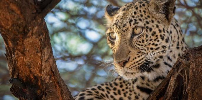 A boy who was exercising in Chandrapur district was taken away by a leopard | चंद्रपूर जिल्ह्यात व्यायाम करीत असलेल्या मुलाला बिबट्याने नेले A boy who was exercising in Chandrapur district was taken away by a leopard | चंद्रपूर जिल्ह्यात व्यायाम करीत असलेल्या मुलाला बिबट्याने नेले