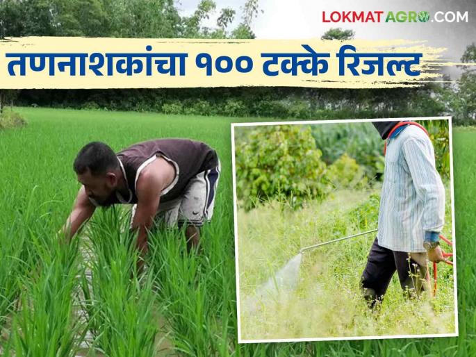 Herbicides Use: How to use herbicides to get good results | चांगला रिजल्ट येण्याकरिता कसा कराल तणनाशकांचा वापर