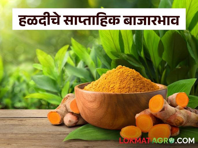 Latest News Halad Market how was turmeric price last week Read in detail  | Halad Market : हळदीची आवक वाढली, मागील आठवड्यात दर कसे होते? वाचा सविस्तर 