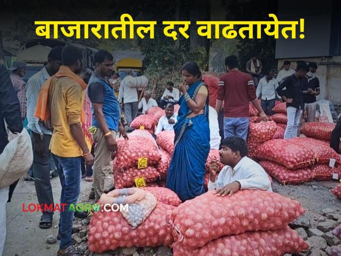 Vegetables Rate: After Diwali, the rates of vegetables start increasing; Farmers benefit from Ryat Bazar | Vegetables Rate : दिवाळींनंतर भाजीपाल्याचे दर वाढण्यास सुरूवात; रयत बाजारात शेतकऱ्यांना फायदा Vegetables Rate: After Diwali, the rates of vegetables start increasing; Farmers benefit from Ryat Bazar | Vegetables Rate : दिवाळींनंतर भाजीपाल्याचे दर वाढण्यास सुरूवात; रयत बाजारात शेतकऱ्यांना फायदा