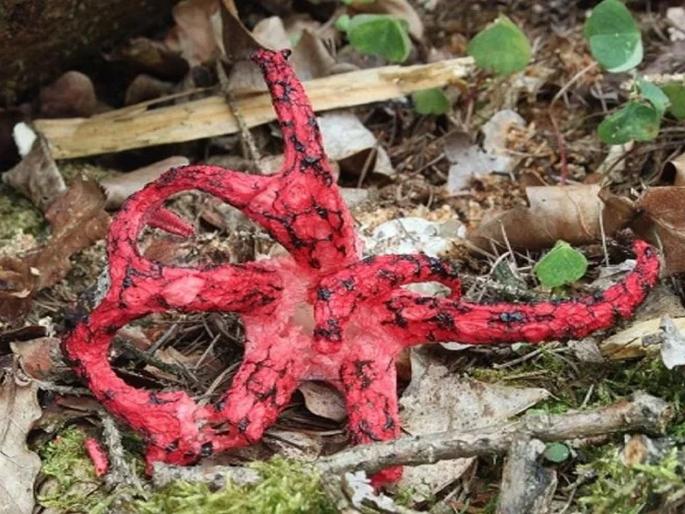 Weird plants of the world looking very strange | जगातली 'ही' पाच विचित्र झाडे बघून भीतीही वाटेल अन् आश्चर्यही होईल!