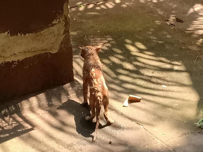 A cat stuck in a well is safely rescued | विहिरीत अडकलेल्या मांजराची सुखरुप सुटका A cat stuck in a well is safely rescued | विहिरीत अडकलेल्या मांजराची सुखरुप सुटका