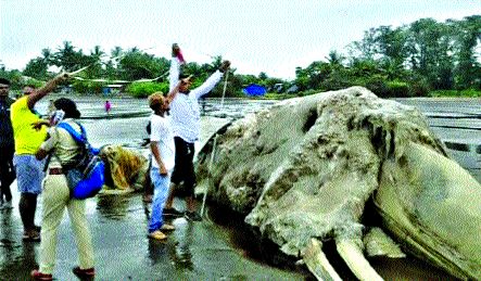 50 ft dead whale fish on the shore of Mahim | माहीमच्या किनाऱ्यावर ५० फुटी मृत व्हेल मासा 50 ft dead whale fish on the shore of Mahim | माहीमच्या किनाऱ्यावर ५० फुटी मृत व्हेल मासा