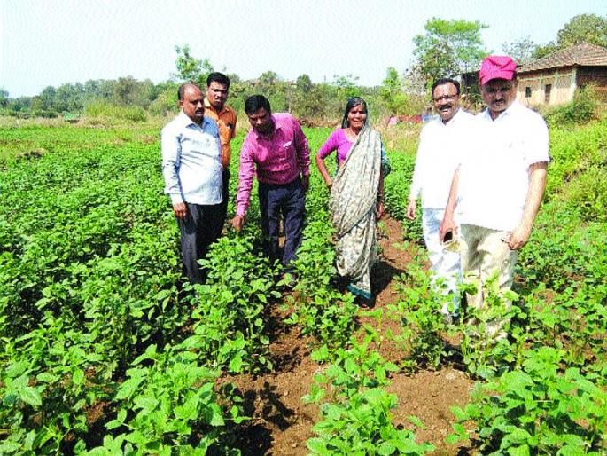 Massively, the livelihoods of the farmers in the Bavaria changed | मासवणे, बावघरमधील शेतकऱ्यांचे जीवनमान बदलले