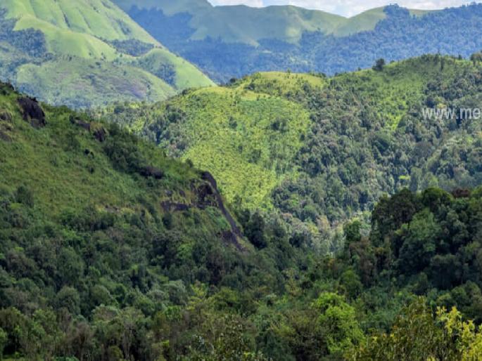 Forest cover in ecologically sensitive areas of Western Ghats reduced by 1806 sq km | जागतिक वन दिवस विशेष: पश्चिम घाट वन आच्छादनात १८०६ चौरस किलोमीटरने घट Forest cover in ecologically sensitive areas of Western Ghats reduced by 1806 sq km | जागतिक वन दिवस विशेष: पश्चिम घाट वन आच्छादनात १८०६ चौरस किलोमीटरने घट