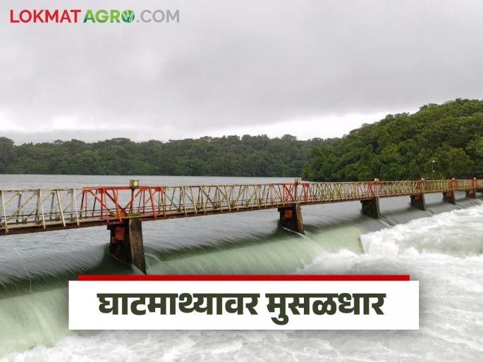 Heavy rains in the dam catchment area; What is the situation of Radhanagari, Koyna and Almatti dams? | धरण पाणलोट क्षेत्रात मुसळधार पाऊस; राधानगरी, कोयना तसेच अलमट्टी धरणांची काय परिस्थिती?