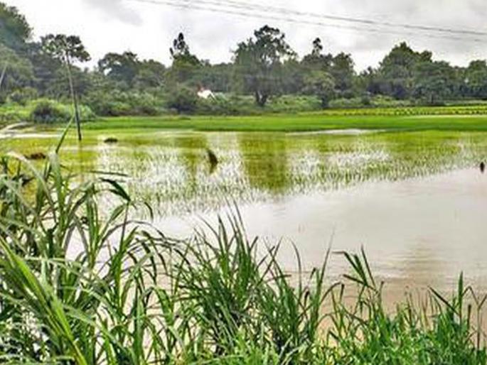Vijay Wadettiwar: "Declare a wet drought in Maharashtra, give farmers Rs 50,000 per hectare as aid", Congress demands | "महाराष्ट्रात ओला दुष्काळ जाहीर करा, शेतकऱ्यांना  हेक्टरी ५० हजार रुपयांची मदत द्या’’, काँग्रेसची मागणी   