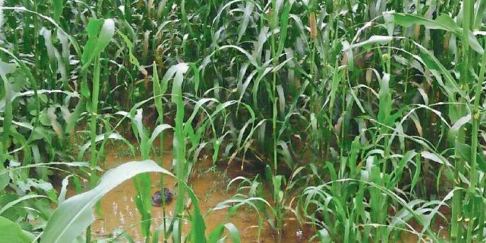 Agriculture rate 47 paise; Wet Drought in Akola district | पैसेवारी ४७ पैसे; अकोला जिल्ह्यात ओल्या दुष्काळाचे सावट Agriculture rate 47 paise; Wet Drought in Akola district | पैसेवारी ४७ पैसे; अकोला जिल्ह्यात ओल्या दुष्काळाचे सावट
