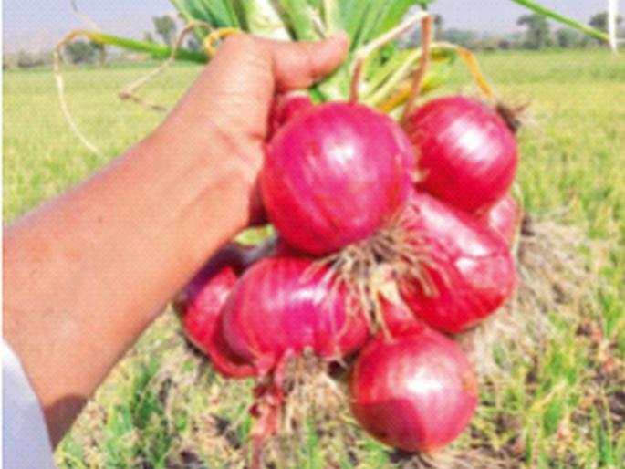 Who will make onions cry, buffer stocks will come just in time for Diwali, only 10 percent demand from abroad | कांदा कोणाला रडवणार, ऐन दिवाळीत बफर साठा येणार, परदेशातून फक्त १० टक्के मागणी Who will make onions cry, buffer stocks will come just in time for Diwali, only 10 percent demand from abroad | कांदा कोणाला रडवणार, ऐन दिवाळीत बफर साठा येणार, परदेशातून फक्त १० टक्के मागणी