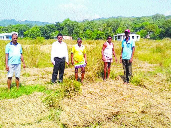 Damages of damaged agriculture started | नुकसानग्रस्त शेतीचे पंचनामे झाले सुरू Damages of damaged agriculture started | नुकसानग्रस्त शेतीचे पंचनामे झाले सुरू