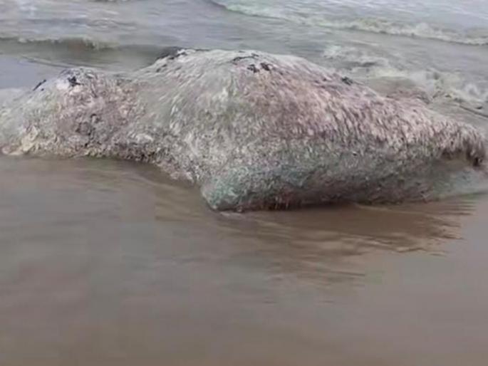 Three Large Decomposed Whales Wash Ashore on Sindhudurg Coast Amid Stormy Weather | सिंधुदुर्गच्या किनारपट्टीवर दोन दिवसात तीन व्हेल मृतावस्थेत... समुद्रातील वादळाचा भल्यामोठ्या जीवाला तडाखा