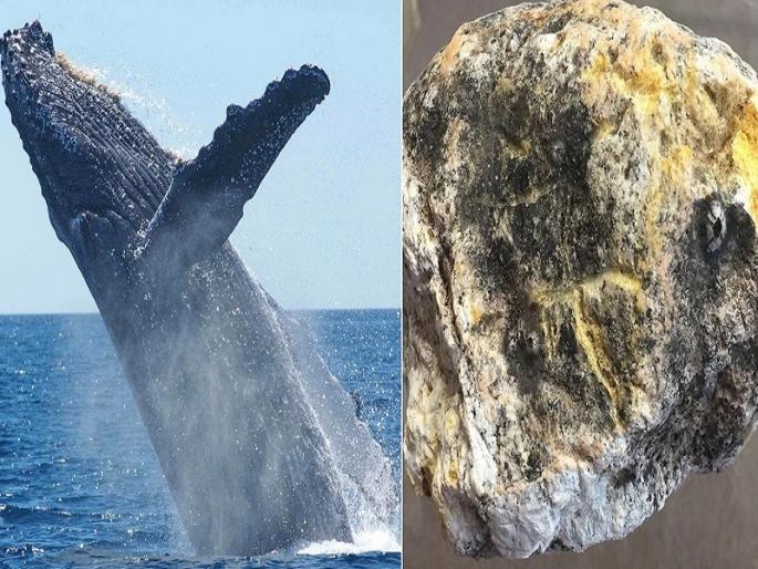 courier sends 1 crore worth of whale fish vomit crime news | काय सांगता! व्हेल माशाची तब्बल एक कोटींची उलटी पाठवली कुरियरने courier sends 1 crore worth of whale fish vomit crime news | काय सांगता! व्हेल माशाची तब्बल एक कोटींची उलटी पाठवली कुरियरने