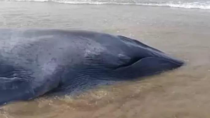 baby whale beaches in ganapatipule efforts to save | गणपतीपुळेत व्हेल माशाचे पिल्लू किनाऱ्यावर, वाचवण्यासाठी प्रयत्न baby whale beaches in ganapatipule efforts to save | गणपतीपुळेत व्हेल माशाचे पिल्लू किनाऱ्यावर, वाचवण्यासाठी प्रयत्न