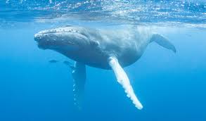 Thane Forest Department seizes 26 crore whale vomit from Mumbai | ठाणे वनविभाने मुंबईतून जप्त केली २६ कोटींची व्हेलची उलटी Thane Forest Department seizes 26 crore whale vomit from Mumbai | ठाणे वनविभाने मुंबईतून जप्त केली २६ कोटींची व्हेलची उलटी