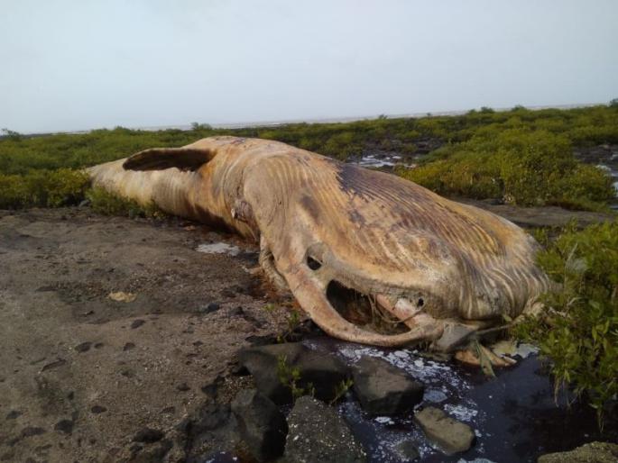 'Whale' fish found on Uran beach | उरणच्या समुद्रकिनाऱ्यावर सापडला ‘व्हेल’ मासा 'Whale' fish found on Uran beach | उरणच्या समुद्रकिनाऱ्यावर सापडला ‘व्हेल’ मासा