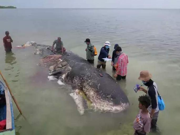 dead whale found in indonesia had swallowed 1000 pieces of plastic | इंडोनेशियात व्हेल माशाचा मृत्यू; पोटात सापडलं 6 किलो प्लास्टिक dead whale found in indonesia had swallowed 1000 pieces of plastic | इंडोनेशियात व्हेल माशाचा मृत्यू; पोटात सापडलं 6 किलो प्लास्टिक