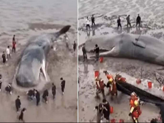 Giant whale stranded on the beach, rescue operation lasted 20 hours; Watch VIDEO | समुद्र किनारी अडकला महाकाय मासा, 20 तास चालले बचावकार्य; पाहा VIDEO