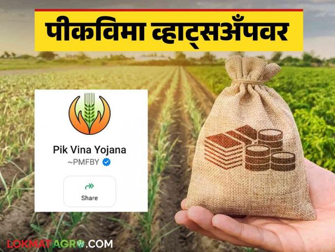 Latest News Pmfby WhatsApp Number Just save number and check Pik vima crop insurance status on WhatsApp | Pmfby WhatsApp Number : केवळ नंबर सेव्ह करा अन् पिकविम्याचे स्टेटस व्हॉट्सॲपवर पहा Latest News Pmfby WhatsApp Number Just save number and check Pik vima crop insurance status on WhatsApp | Pmfby WhatsApp Number : केवळ नंबर सेव्ह करा अन् पिकविम्याचे स्टेटस व्हॉट्सॲपवर पहा