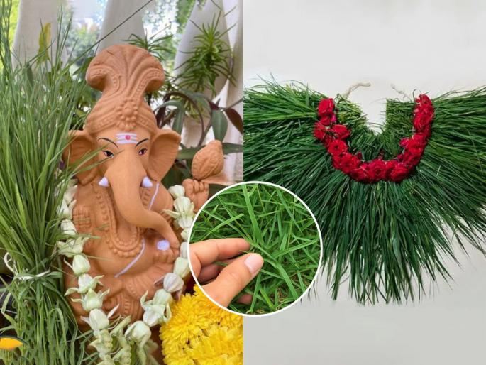 What is the difference between Durva and Grass durva vs grass identification how to identify real durva plant durva plant gardening at home | गणपती बाप्पाला दुर्वा वाहताय की नुसतेच गवत? अस्सल दुर्वा ओळखण्याची भन्नाट ट्रिक - पूजा होईल मंगलमय...