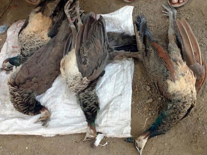 Peacock hunting at poisonous in Tenbhurdara | टेंभूरदरा येथे विष प्रयोगकरून मोरांची शिकार; एकजण ताब्यात Peacock hunting at poisonous in Tenbhurdara | टेंभूरदरा येथे विष प्रयोगकरून मोरांची शिकार; एकजण ताब्यात