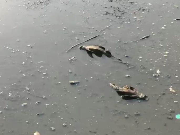 godfish dies due to nigligence of civic body | तडफड त्यांची कुणा कळलीच नाही