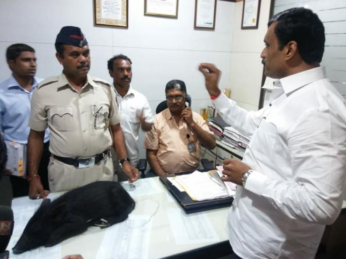 shivsena corporater brought pig into the health department of pcmc | शिवसेनेच्या नगरसेवकांनी सोडले पिंपरी चिंचवड पालिकेच्या आरोग्य विभागात डुक्कर shivsena corporater brought pig into the health department of pcmc | शिवसेनेच्या नगरसेवकांनी सोडले पिंपरी चिंचवड पालिकेच्या आरोग्य विभागात डुक्कर