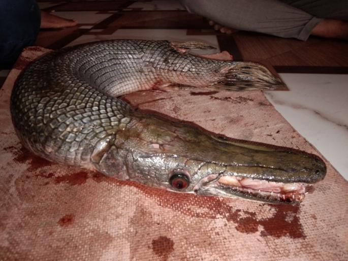 fisherman found a fish which looks like crocodile ; fear in area | पवना धरणात अाढळला मगरीसारखा दिसणारा मासा ; परिसरात खळबळ fisherman found a fish which looks like crocodile ; fear in area | पवना धरणात अाढळला मगरीसारखा दिसणारा मासा ; परिसरात खळबळ