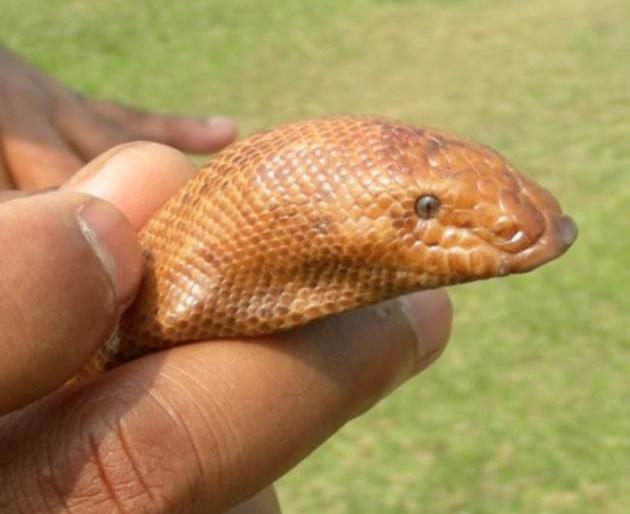 Mandul snake trafficking from Madhya Pradesh to maharashtra | मध्यप्रदेशातून होतेय मांडूळ सापाची तस्करी Mandul snake trafficking from Madhya Pradesh to maharashtra | मध्यप्रदेशातून होतेय मांडूळ सापाची तस्करी