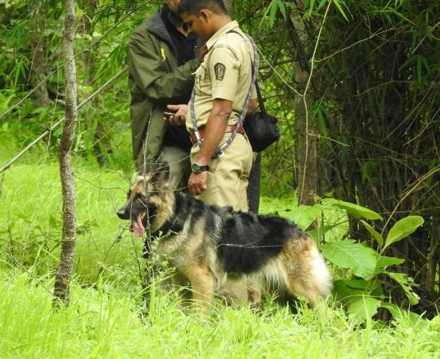 'Goldie' is now with Jenny; Two dogs for the protection of tigers in Melghat | ‘जेनी’च्या सोबतीला आता ‘गोल्डी’ही; मेळघाटात वाघांच्या संरक्षणार्थ दोन श्वान 'Goldie' is now with Jenny; Two dogs for the protection of tigers in Melghat | ‘जेनी’च्या सोबतीला आता ‘गोल्डी’ही; मेळघाटात वाघांच्या संरक्षणार्थ दोन श्वान