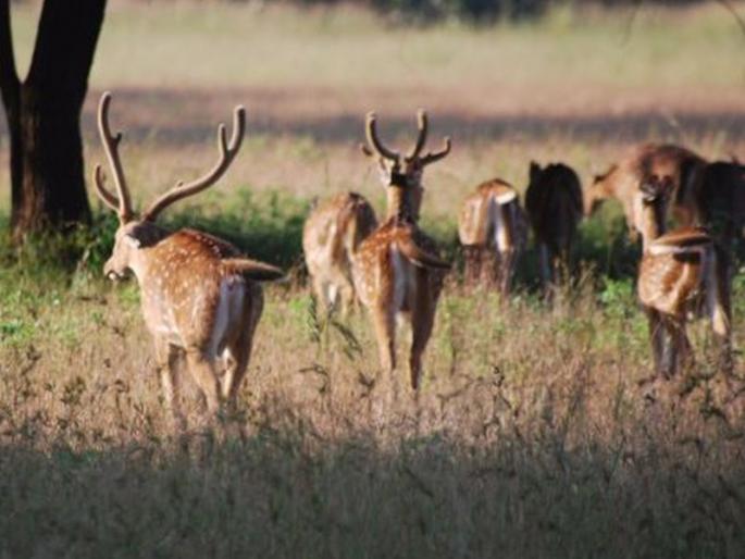 Wildlife crisis of farmers in Vidarbha | विदर्भातील शेतकऱ्यांवर वन्यप्राण्यांचे संकट