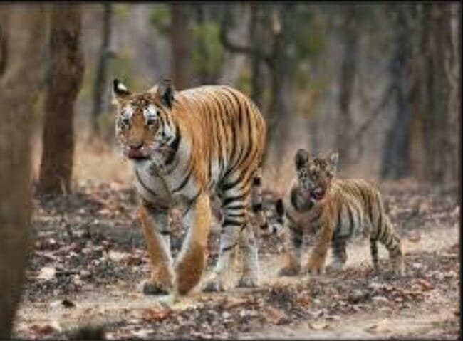 Smuggling of tigers mustach; The Tiger Reserve officials seized them | वाघांच्या मिशांचीही तस्करी; व्याघ्र प्रकल्प अधिकाऱ्यांनी जप्त केल्या 