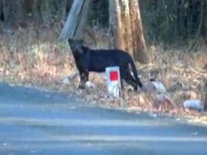 The rare Blank Panther seen in Tadoba forest | शेरखानच्या जंगलात बगिराची एन्ट्री; ताडोबाच्या जंगलात दिसला दुर्मीळ ब्लॅंक पॅंथर The rare Blank Panther seen in Tadoba forest | शेरखानच्या जंगलात बगिराची एन्ट्री; ताडोबाच्या जंगलात दिसला दुर्मीळ ब्लॅंक पॅंथर