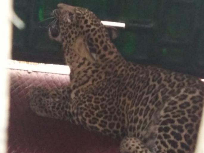 five years old girl dead in leopard attack at ambegaon | आंबेगाव येथे बिबट्याचा बछडा जेरबंद five years old girl dead in leopard attack at ambegaon | आंबेगाव येथे बिबट्याचा बछडा जेरबंद